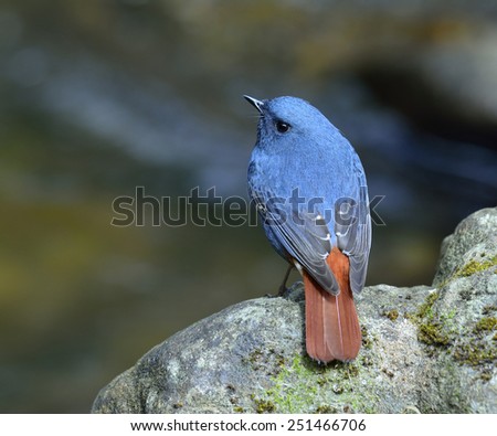 Plumbeous Water Redstart, the cute blue bird standing on the rock in the stream with back feather profile