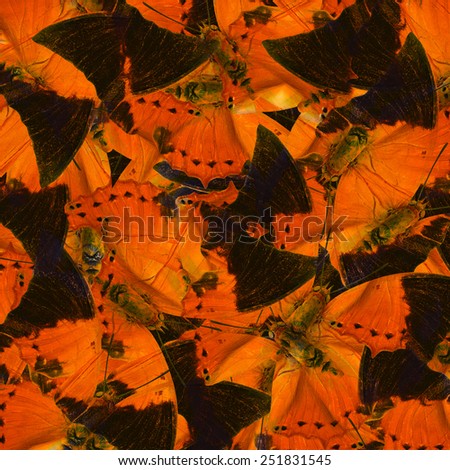 Beautiful Orange and Black Background Texture made of Tawny Rajah Butterflies