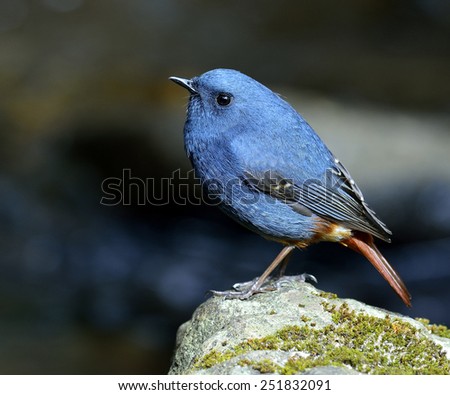 Plumbeous Water Redstart, the cute blue bird standing on the rock in the stream with side profile