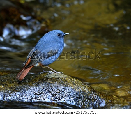 Plumbeous Water Redstart, the cure blue bird standing on the rock in the stream with side feather profile