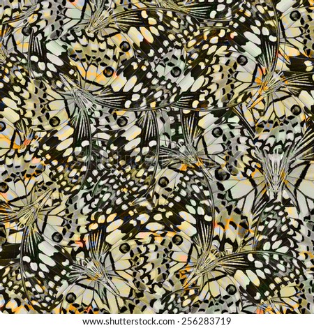 Exotic yellow and grey background texture made from Lime Butterflies
