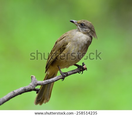 Streak-eared bulbul, the beautiful greay and yellow bird perching on the branch with turn around face in nice blur green background