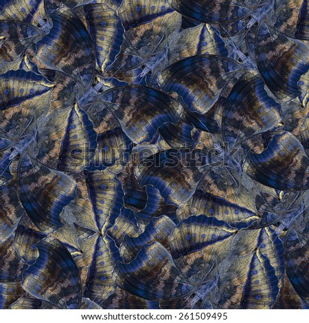 Exotic Blue and Gold Background Texture made of Chocolate Pansy Butterflies Lower wing portion