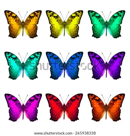 The set of collection Vagrant Butterflies in various fancy colors on white background