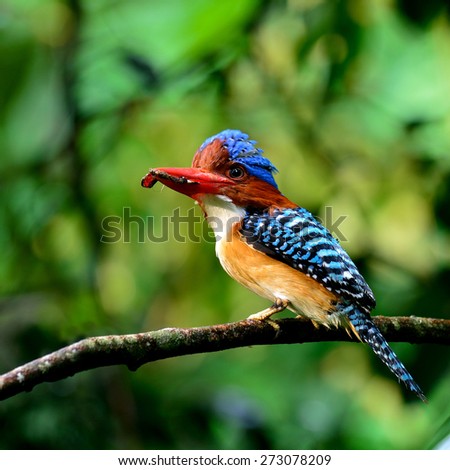 Male of Banded Kingfisher, the beautiful crested blue bird carrying food in his lips to feed its chicks