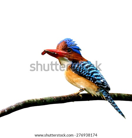 Banded Kingfisher, the beautiful crested blue bird carrying food in his mouth to feed its chicks isolated on white background