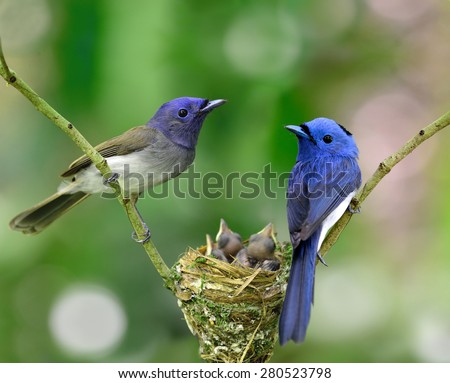 Parents of Black-naped Monarch or Blue Flycatcher, the beautiful blue birds guarding their chicks in the nest while feeding season