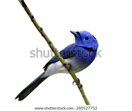 Beautiful blue bird, black-naped monarch perching on the branch isolated on white background