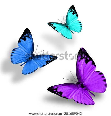 Beautiful flying purple blue and green butterfly on white background with nice soft shadow