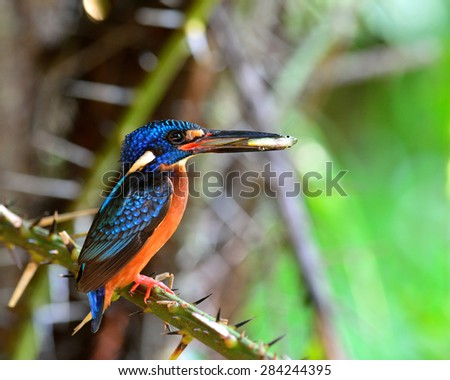 Female of Blue-eared kingfisher, the little blue bird carrying fish in her mouth to feed the chicks in the nest hole