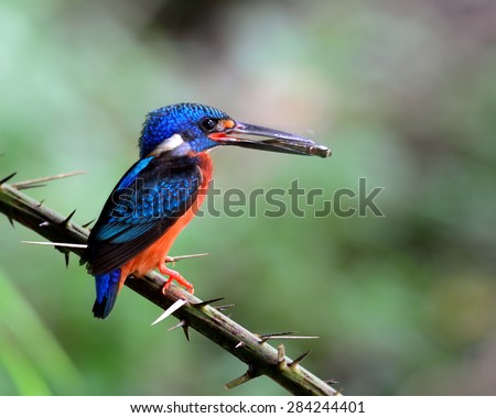Beautiful Blue-eared kingfisher showing back profile, the little blue bird carrying fish in his mouth to feed the chicks in the nest hole