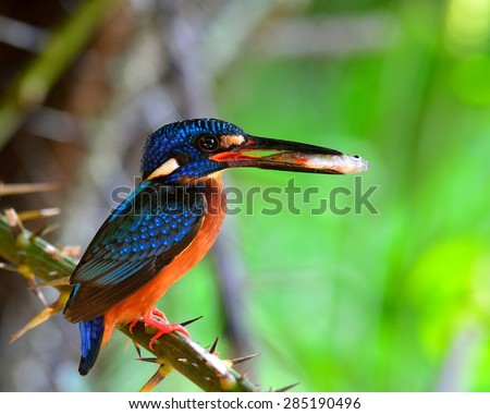 Close up of Blue-eared kingfisher, the little blue bird carrying fish in her mouth to feed the chicks in the nest hole