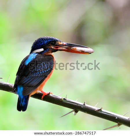 Beautiful Blue-eared kingfisher showing back profile, the little blue bird carrying fish in her mouth feeding the chicks in the nest hole