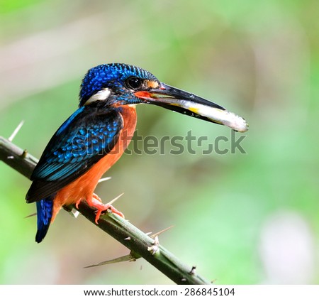 Exotic of male of Blue-eared kingfisher, the little blue bird carrying fish in his mouth to feed the chicks in the nest hole