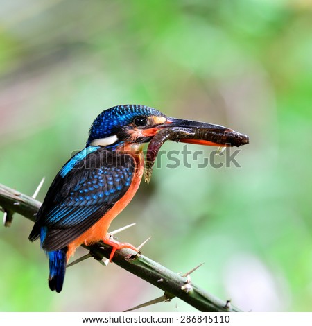 The beautiful Blue-eared kingfisher, the little blue bird carrying fish in her mouth feeding the chicks in the nest hole with care and love