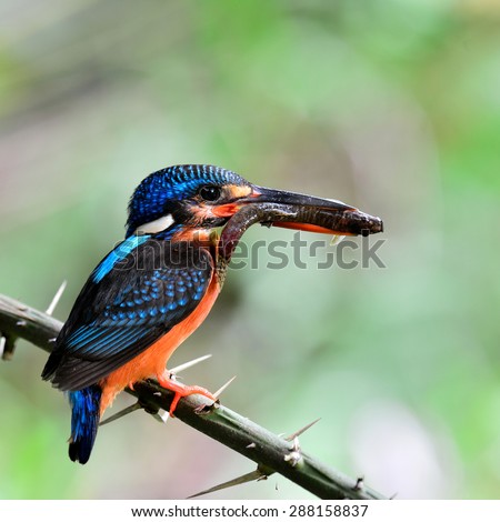 Exotic of female of Blue-eared kingfisher, the little blue bird carrying fish in her mouth feeding the chicks in the nest hole with sharp in details