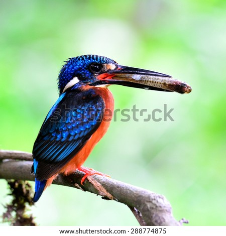 Beautiful blue bird, blue-eared kingfisher perching on the branch picking big fish in his mouth to feed the chicks in the nest