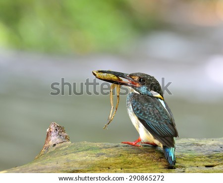 Male of Blue-banded kingfisher, the little beautiful blue bird carrying frog in his mouth while standing on the log in the stream waiting to feed its chicks in the nest hole