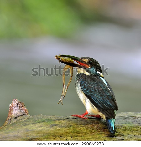 Male of Blue-banded kingfisher, the cute beautiful blue bird carrying frog in his mouth while standing on the log in the stream waiting to feed its chicks in the nest hole