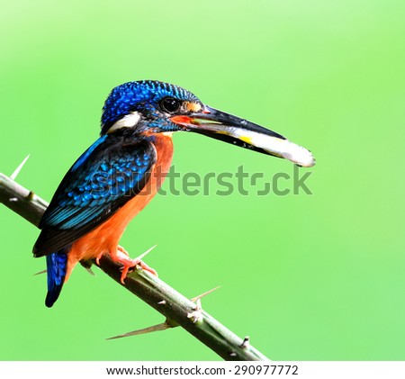 Exotic of male of Blue-eared kingfisher, the cute blue bird carrying fish in his mouth to feed the chicks in the nest hole with nice green background