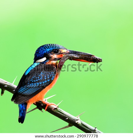 Female of Blue-eared kingfisher, the beautiful blue bird carrying fish in her mouth feeding the chicks in the nest hole on blur green background