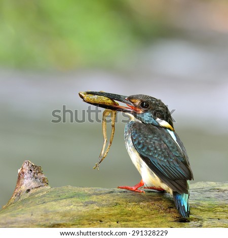 close up of Blue-banded kingfisher, the little beautiful blue bird carrying frog in his mouth while standing on the log in the stream waiting to feed its chicks in the nest hole