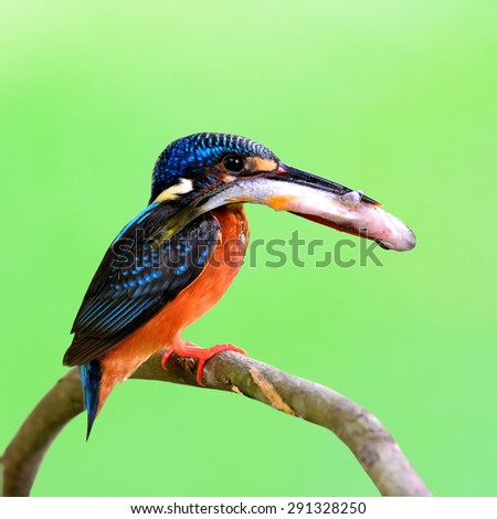 Beautiful blue bird, blue-eared kingfisher perching on the branch picking a big fish in his mouth to feed the chicks in the nest on nice green background