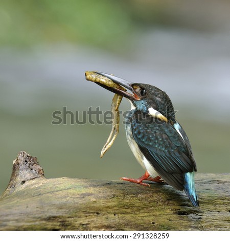 Male of Blue-banded kingfisher, the little beautiful blue bird carrying frog in his mouth while standing on the log with blue steam in bakcground waiting to feed its chicks in the nest hole