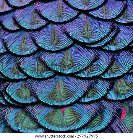 Exotic velvet Green and Blue Background made of Green Peacock Bird\'s Feathers in the close up details