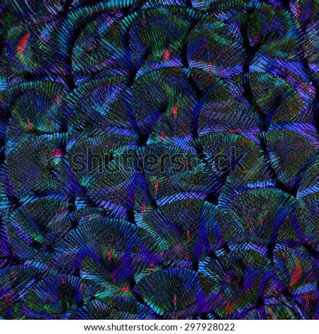 Exotic Blue and Fantastic Colors Background Texture made of Green Peacock Bird's Feathers