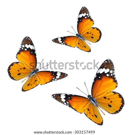 Set of beautiful flying orange butterflies, Plain Tiger butterfly, on white background