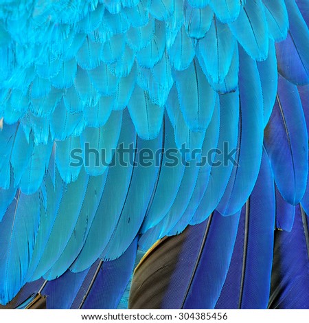 Amazing blue background texture capture from the blue and gold macaw\'s bird feathers