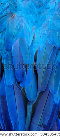 Exotic blue background texture capture from the blue and gold macaw\'s bird feathers in the great livery