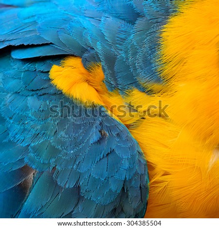 Close up of blue and yellow bird feathers in very sharp and details, blue and gold macaw