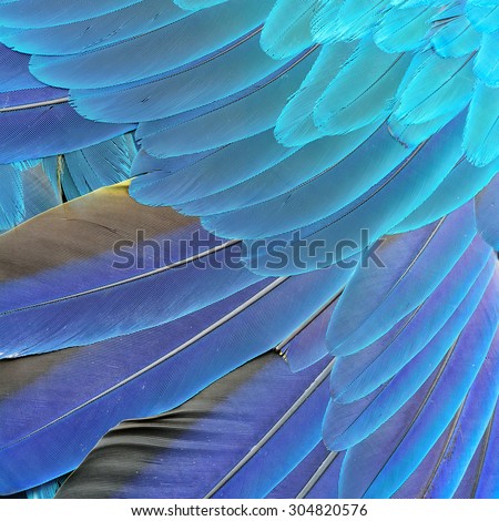 Exotic blue background texture capture from the blue and gold macaw\'s bird feathers