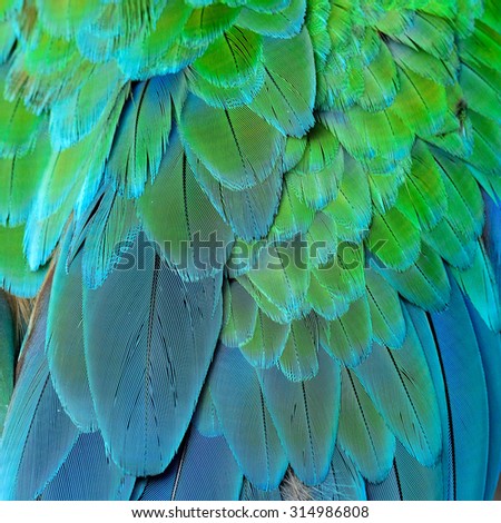 Green and Blue background of Great Green Macaw or Buffon\'s macaw bird\'s feathers, the fine green and blue texture
