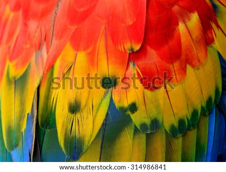 The grace red, yellow and blue texture of Scarlet Macaw's feathers in the close up and details for design and background works