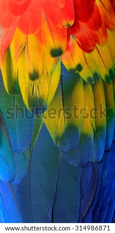 The grace red, yellow and blue texture of Scarlet Macaw's feathers in vertical for design and background works