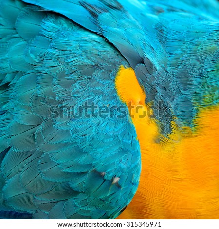 Blue and yellow texture of Blue and Gold macaw bird\'s feathers for design and background works, the blue and yellow background