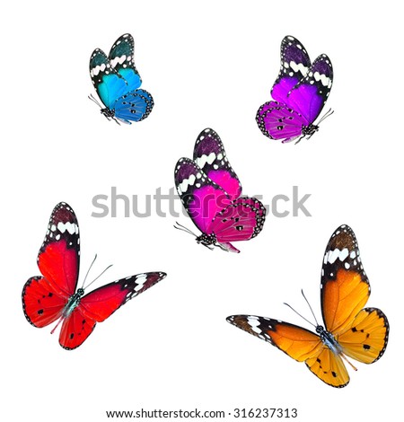 Set of beautiful multi-colors flying butterflies on white background