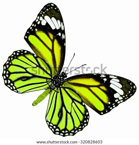 Exotic yellow butterfly with wing details and grain, the Common Tiger butterfly in fancy color profile isolated on white background