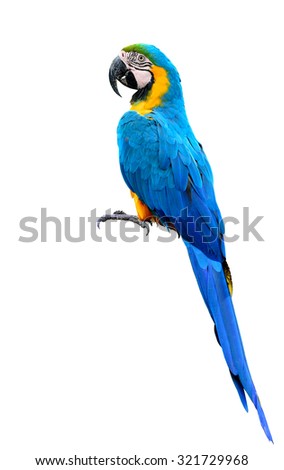 The Blue and Gold macaw bird on the log isolated on white background, beautiful blue parrot bird