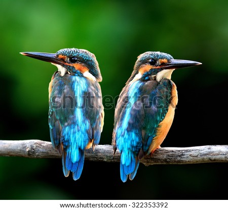 Pair of Common Kingfisher, the beautiful blue birds considered as the migration birds to Thailand in winter, sweet blue birds