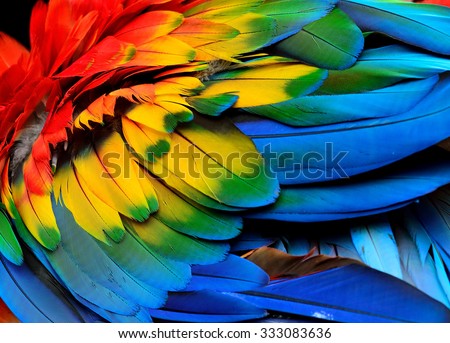 Colorful of Scarlet macaw bird\'s feathers with red yellow orange and blue shades, exotic nature background and texture
