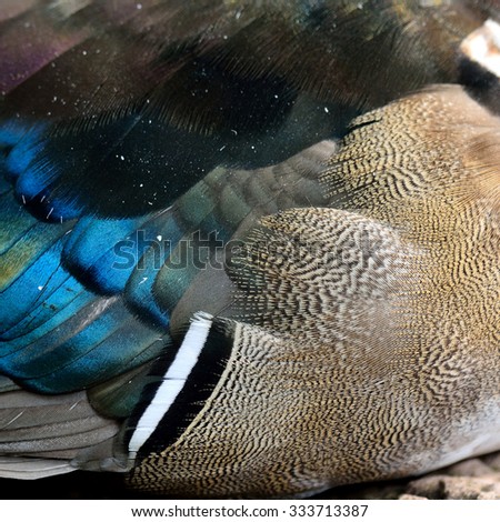 Close up of grey and blue with green mixture of wood duck feather, beautiful nature background and texture