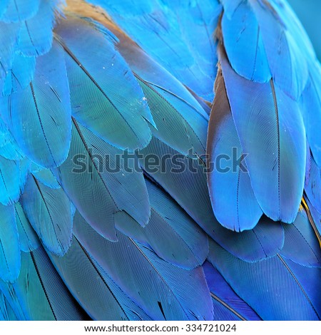 The exotic blue background part of sharp blue and gold macaw parrot bird's feathers, beautiful blue texture