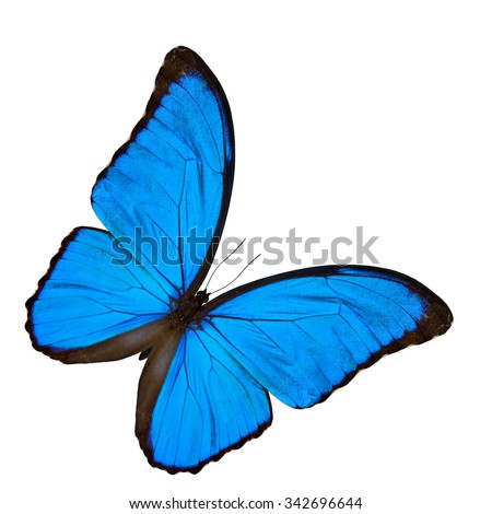 Beautiful Blue Morpho butterfly (disambiguation) or Sunset Morpho,the velvet blue wings butterfly isolated on white background