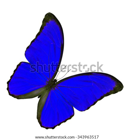 Amazing blue butterfly, the blue morpho in fancy color profile isolated on white background