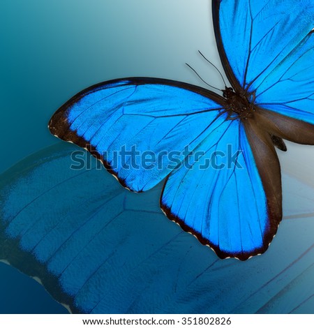Blue Morpho butterfly in pile up layers, an exotic blue butterfly on blue background