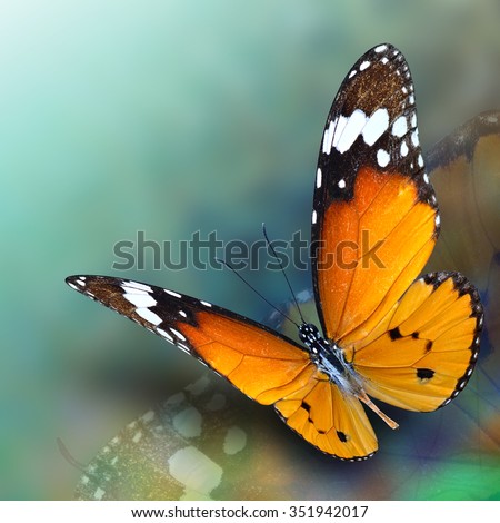 Beautiful flying Plain Tiger butterfly with soft shadow on blur green and blue background, exotic nature